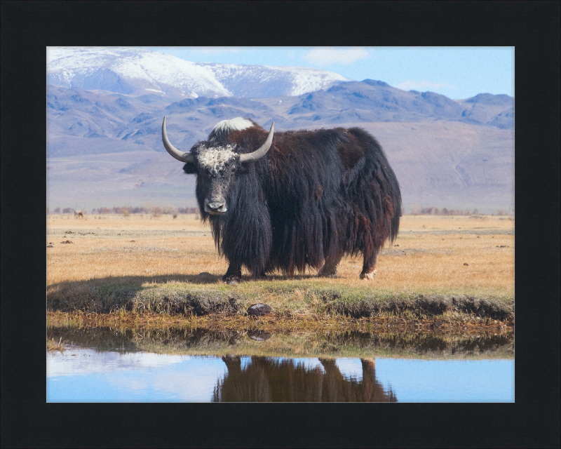 Sarlyk Yak - Great Pictures Framed