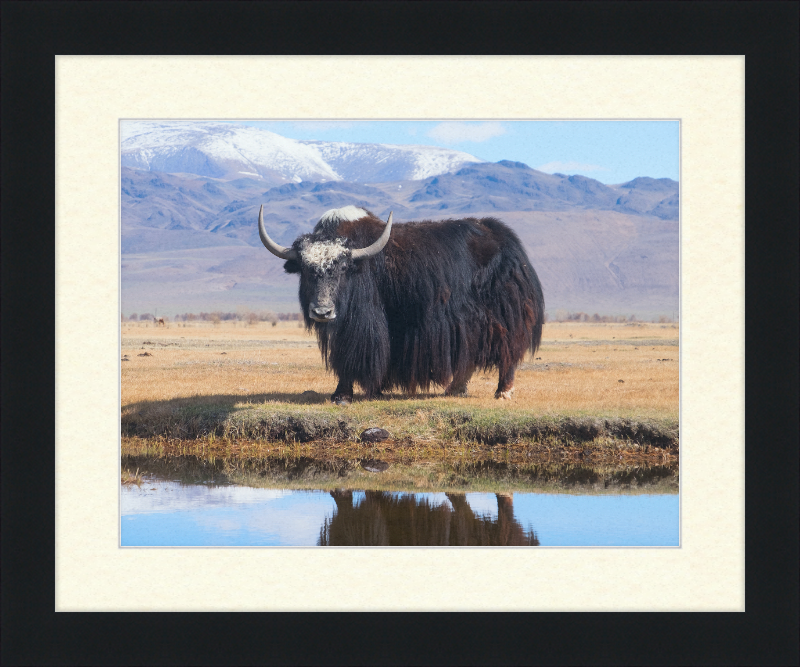 Sarlyk Yak - Great Pictures Framed