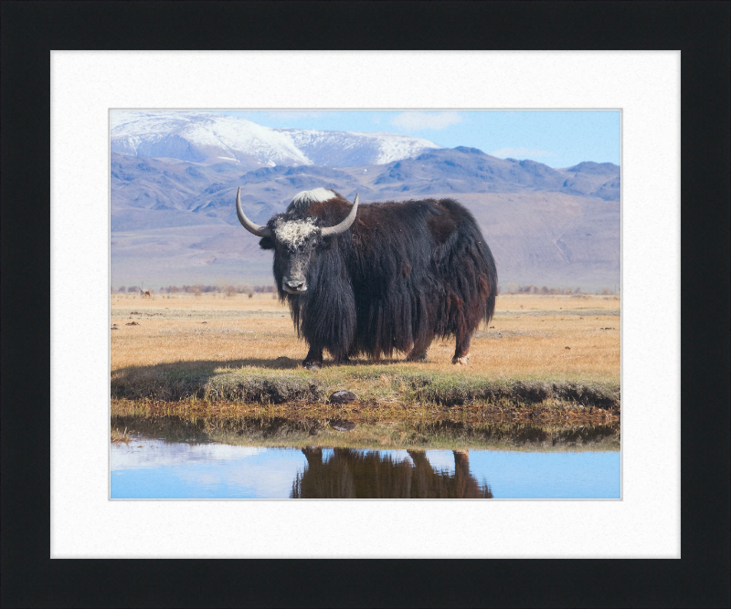 Sarlyk Yak - Great Pictures Framed