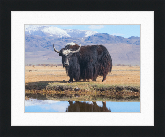 Sarlyk Yak - Great Pictures Framed