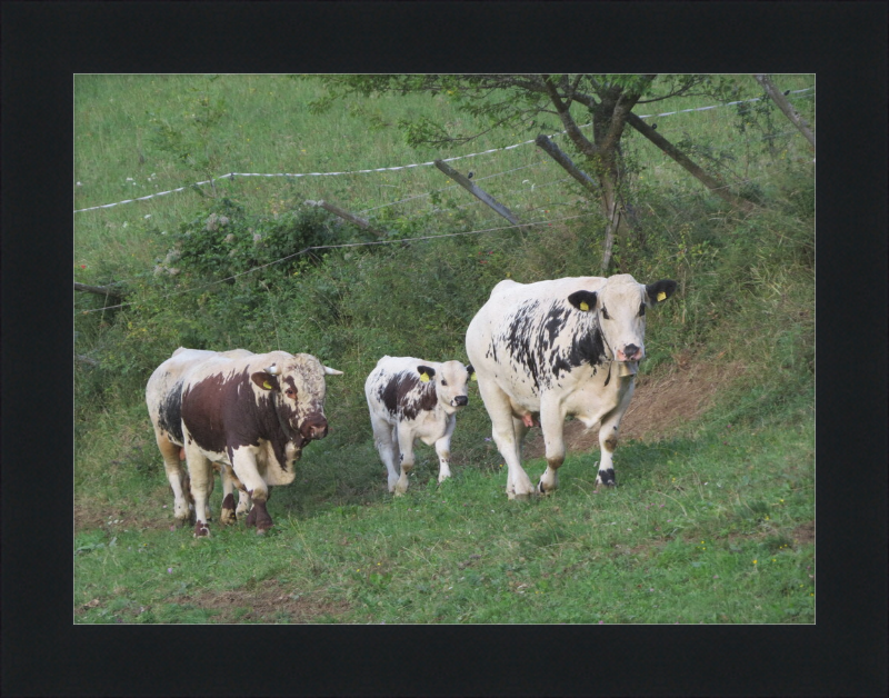 Cows on a Hill near Frankenfelsberg, Austria - Great Pictures Framed