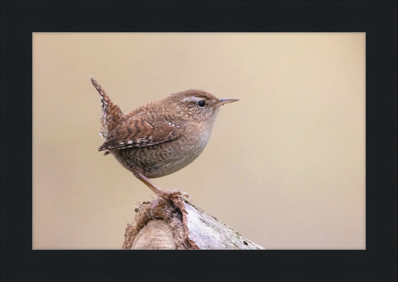 Eurasian Wren - Great Pictures Framed