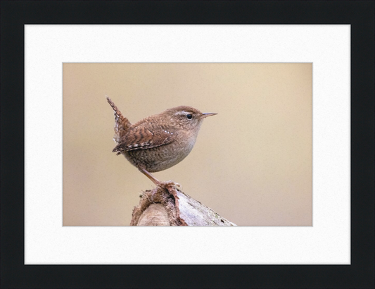 Eurasian Wren - Great Pictures Framed