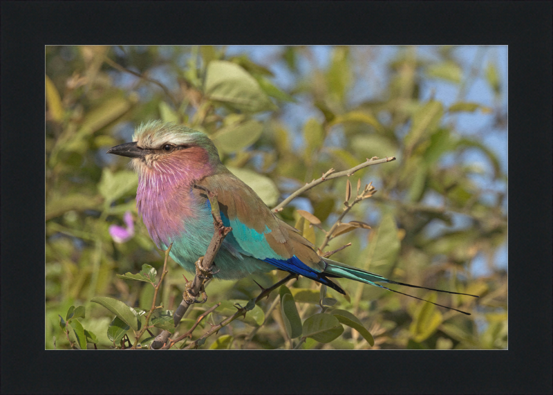 Lilac-Breasted Roller (Coracias Caudatus Caudatus) Botswana - Great Pictures Framed