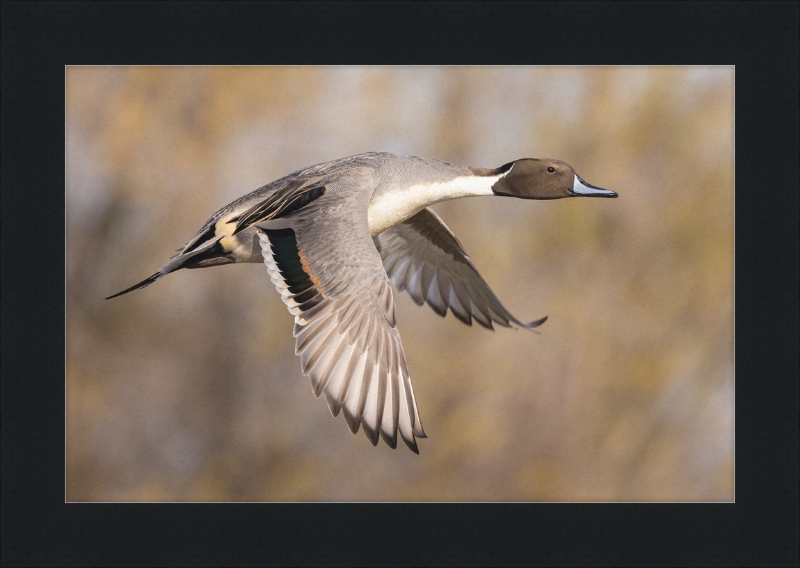 Male Northern Pintail (Anas Acuta) In Flight at Llano Seco - Great Pictures Framed