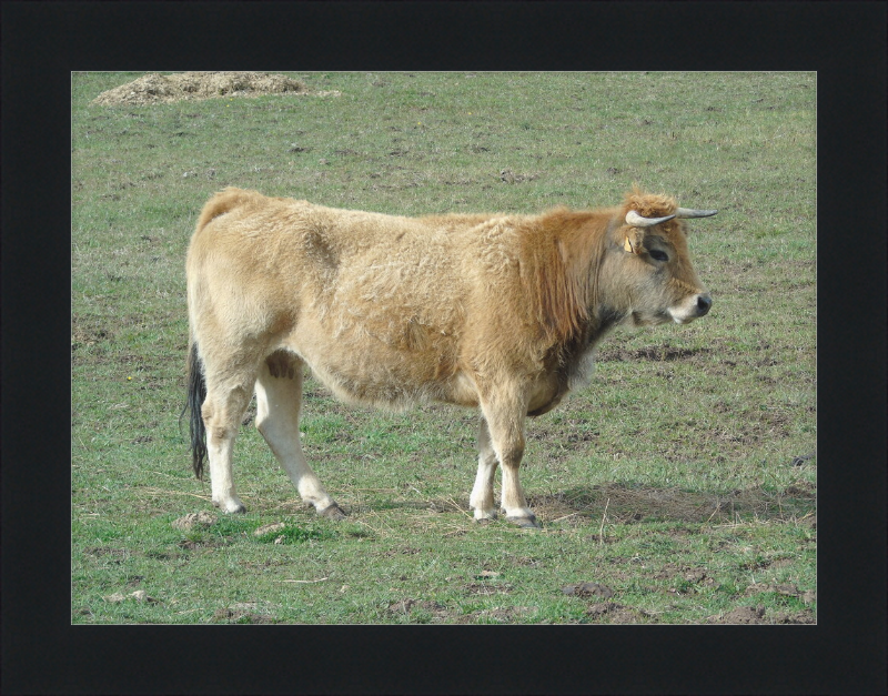 A Portrait of the San Emiliano Bull - Great Pictures Framed