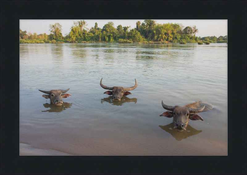 Three Buffaloes Heads Above Water in Si Phan Don - Great Pictures Framed