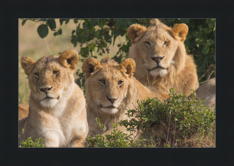Lions Family Portrait Masai Mara - Great Pictures Framed