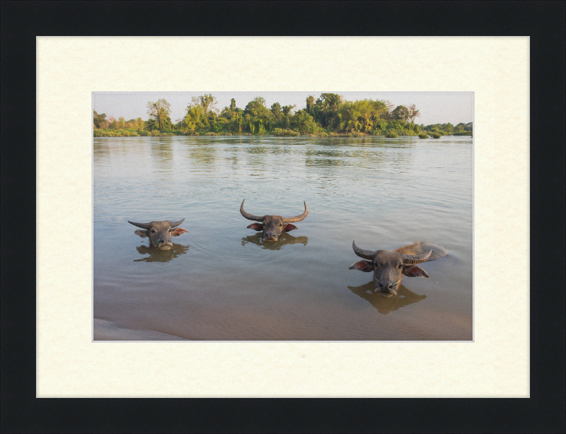 Three Buffaloes Heads Above Water in Si Phan Don - Great Pictures Framed
