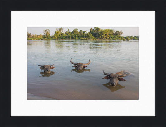 Three Buffaloes Heads Above Water in Si Phan Don - Great Pictures Framed