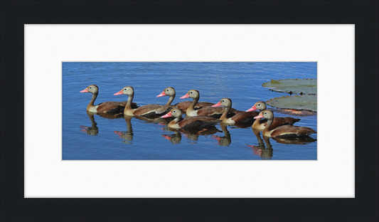 Black-bellied Ducks with Pink Bills - Great Pictures Framed