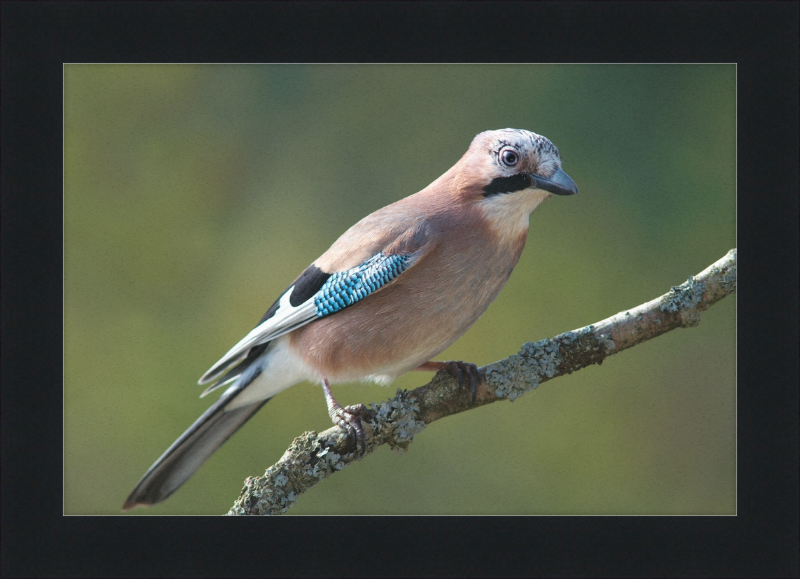 Garrulus Glandarius - Great Pictures Framed
