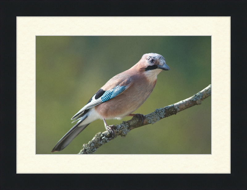 Garrulus Glandarius - Great Pictures Framed