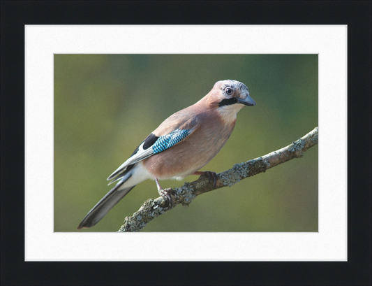 Garrulus Glandarius - Great Pictures Framed