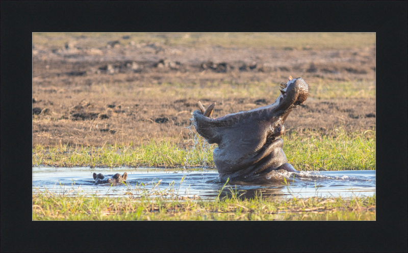 Hippopotamus amphibius, Parque Nacional de Chobe, Botswana - Great Pictures Framed