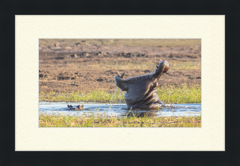 Hippopotamus amphibius, Parque Nacional de Chobe, Botswana - Great Pictures Framed