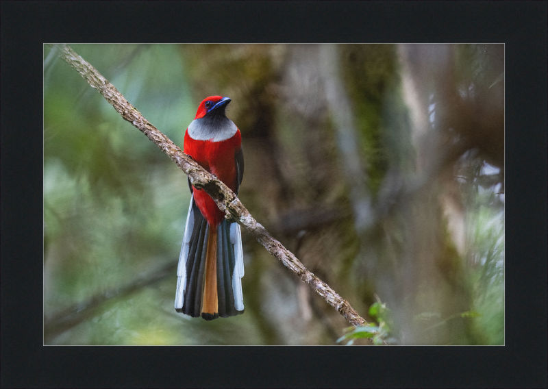 Whitehead's Trogon - Great Pictures Framed