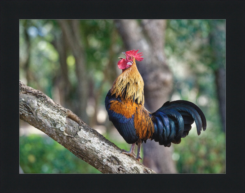 Junglefowl on Tree - Great Pictures Framed