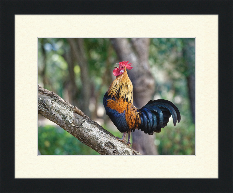 Junglefowl on Tree - Great Pictures Framed