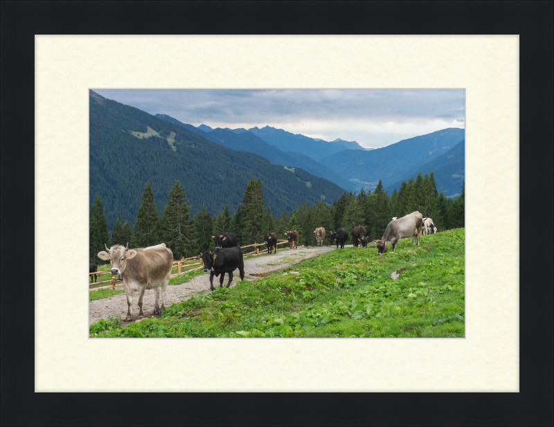 Grazing Cows at the Ritorto Hut (Adamello Brenta Nature Reserve) - Great Pictures Framed
