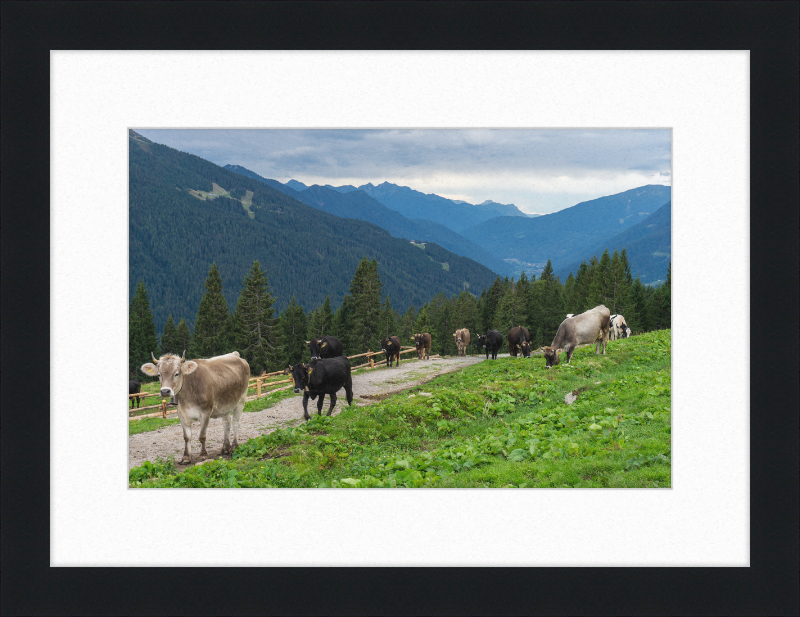 Grazing Cows at the Ritorto Hut (Adamello Brenta Nature Reserve) - Great Pictures Framed