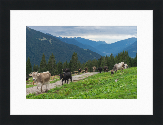 Grazing Cows at the Ritorto Hut (Adamello Brenta Nature Reserve) - Great Pictures Framed