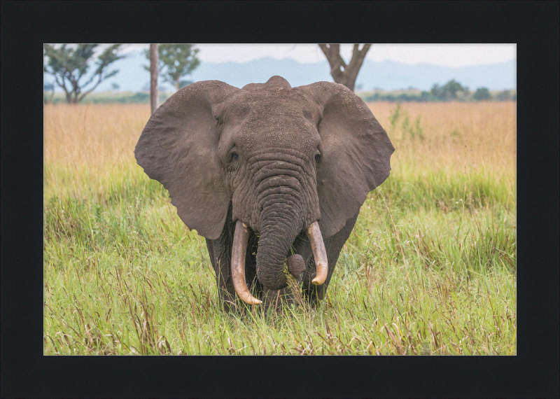 An African Elephant - Great Pictures Framed