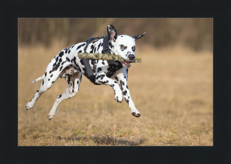 Dalmatian Fetching a Stick - Great Pictures Framed