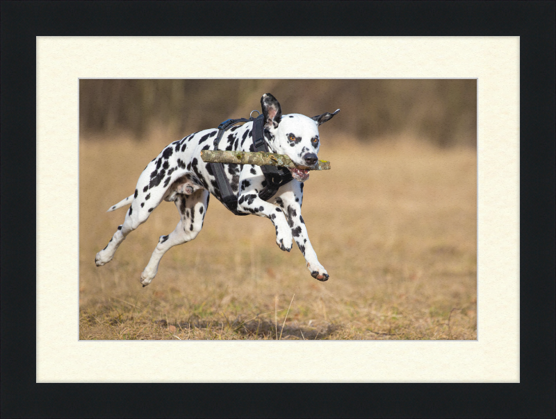 Dalmatian Fetching a Stick - Great Pictures Framed