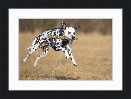 Dalmatian Fetching a Stick - Great Pictures Framed