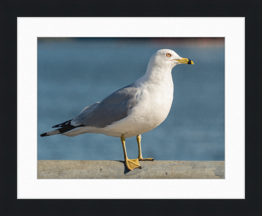Ring-billed Gull in Red Hook - Great Pictures Framed