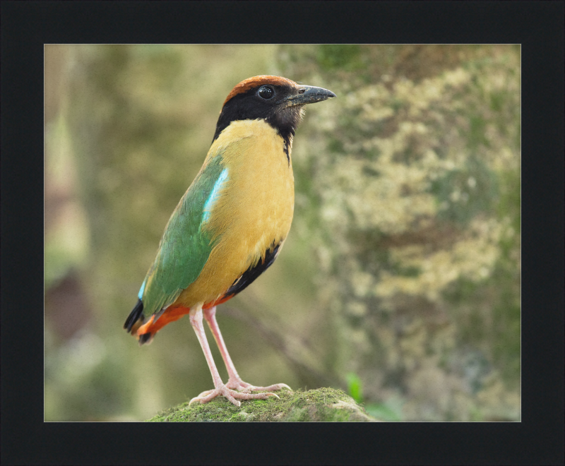 Pitta Versicolor - Kembla Heights - Great Pictures Framed