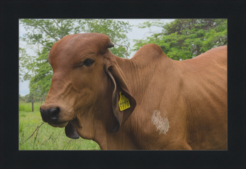 A Regal Cow in Baláncan, Mexico - Great Pictures Framed