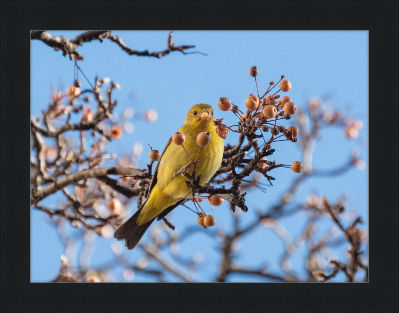Western Tanager in Chelsea - Great Pictures Framed