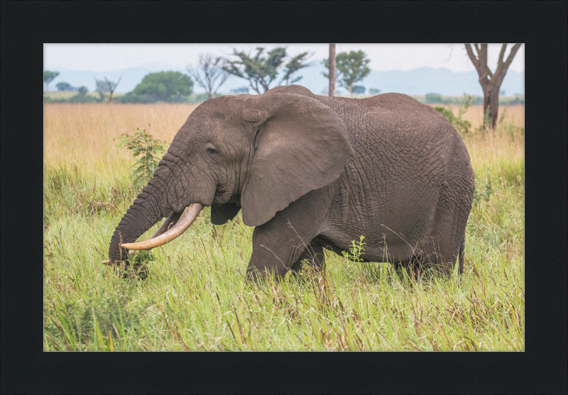 An African Elephant - Great Pictures Framed