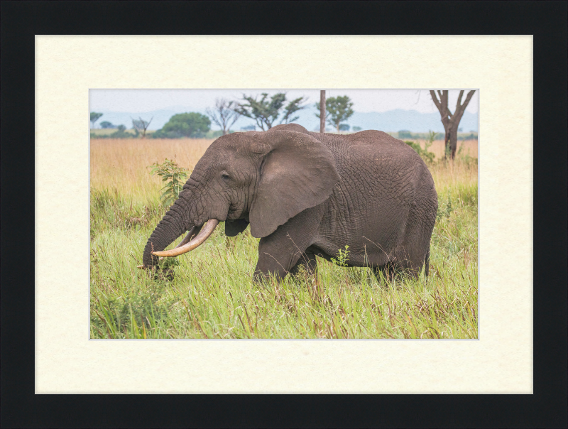 An African Elephant - Great Pictures Framed