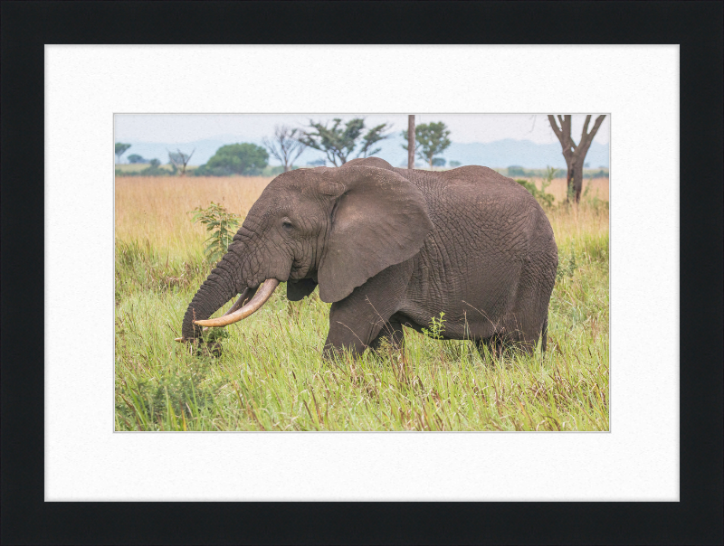 An African Elephant - Great Pictures Framed