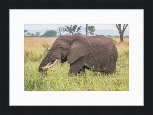 An African Elephant - Great Pictures Framed