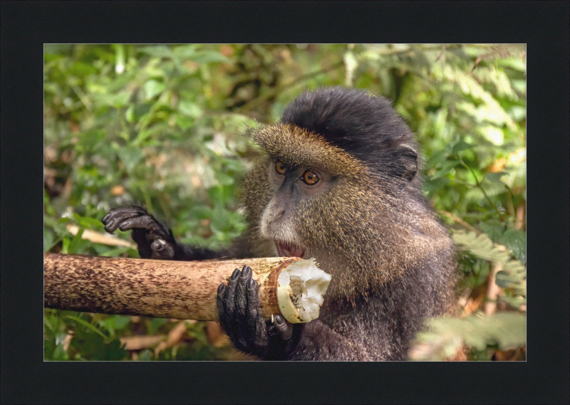 Golden Monkey Eating - Great Pictures Framed