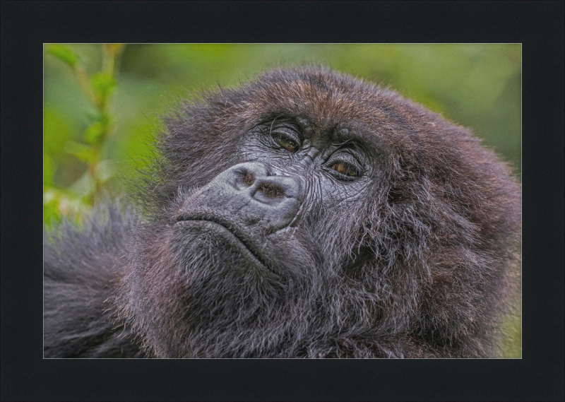 Another Mountain Gorilla in Rwanda - Great Pictures Framed