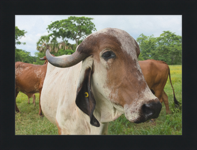 Cow in Balancán, Mexico - Great Pictures Framed