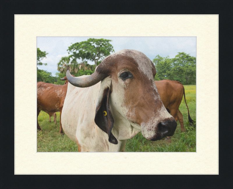 Cow in Balancán, Mexico - Great Pictures Framed
