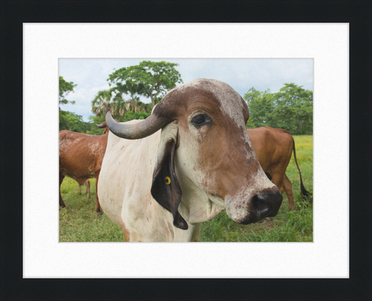 Cow in Balancán, Mexico - Great Pictures Framed