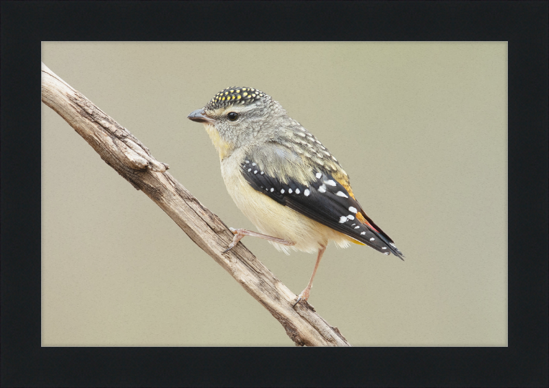 Pardalotus Punctatus - Glen Davis - Great Pictures Framed