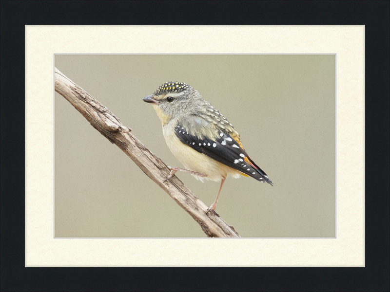 Pardalotus Punctatus - Glen Davis - Great Pictures Framed