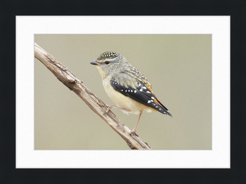Pardalotus Punctatus - Glen Davis - Great Pictures Framed