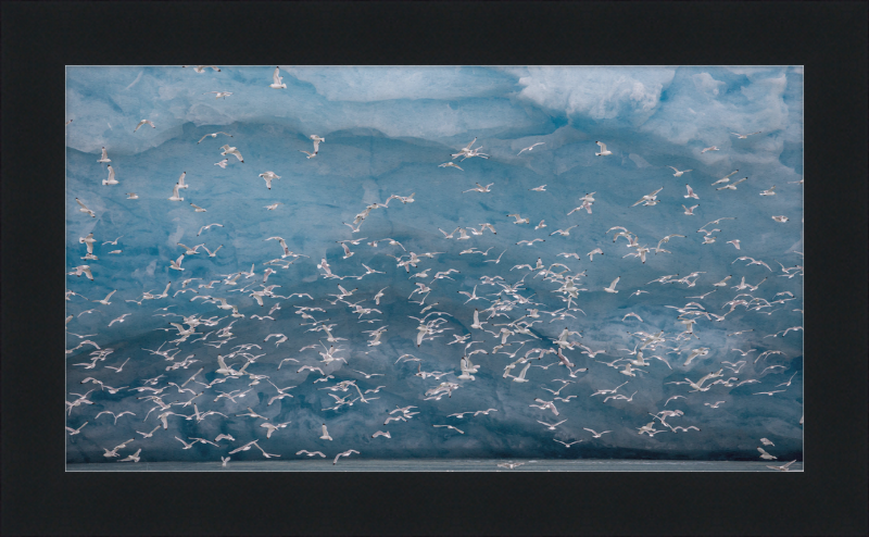 Kittywakes (Rissa Tridactyla) Hunting Fish at a Glacier on Svalbard - Great Pictures Framed