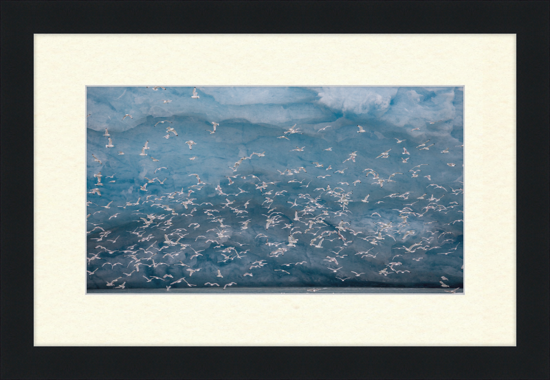 Kittywakes (Rissa Tridactyla) Hunting Fish at a Glacier on Svalbard - Great Pictures Framed