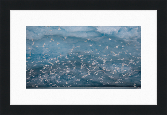 Kittywakes (Rissa Tridactyla) Hunting Fish at a Glacier on Svalbard - Great Pictures Framed