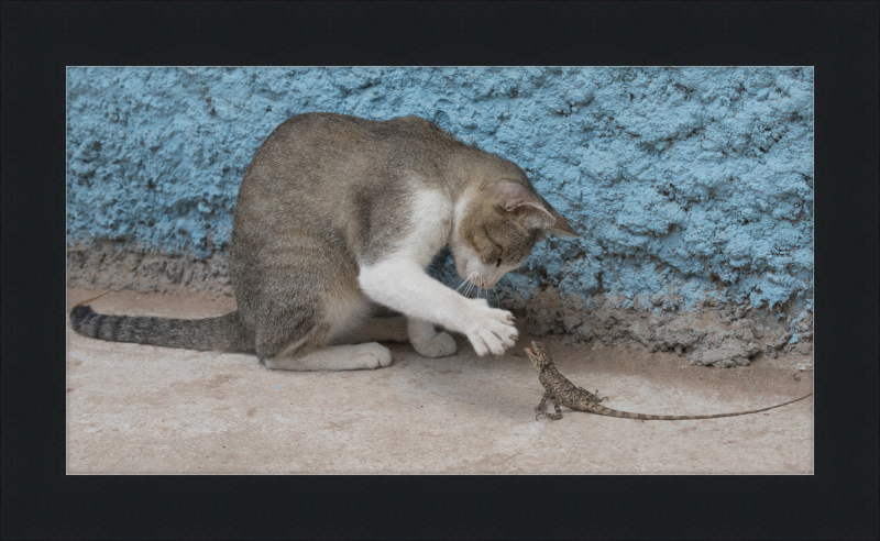 The Cat and the Lizard - Great Pictures Framed
